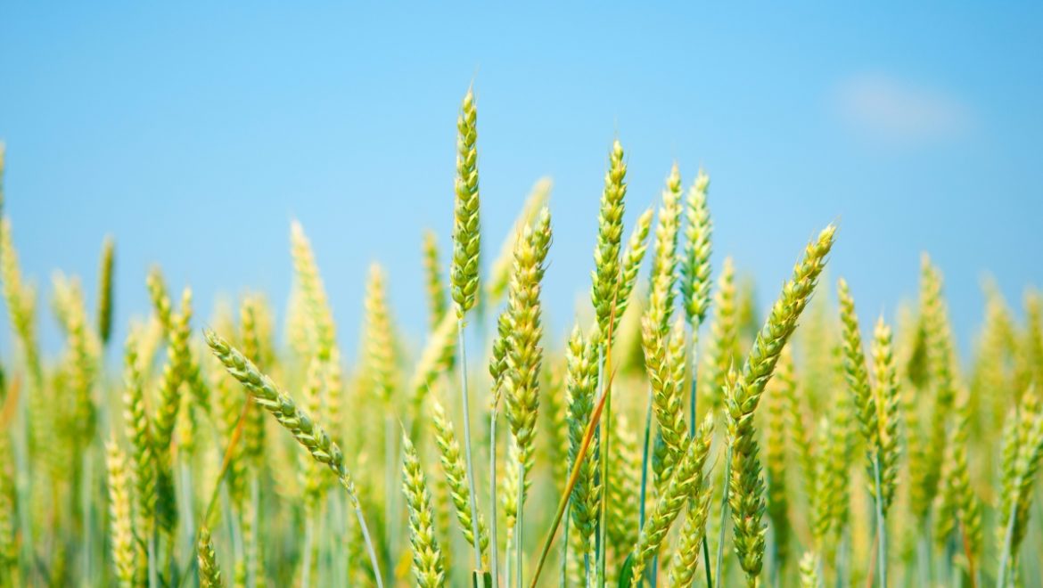 Почему люди перестали переваривать пшеницу. Глютен ни при чем!