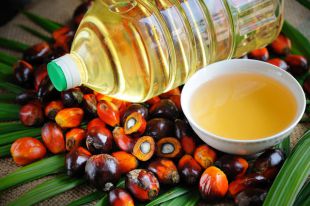На тропической игле. Чем опасно пальмовое масло?
