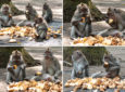 Эффект сотой обезьяны